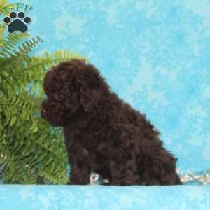 Jeff, Toy Poodle Puppy